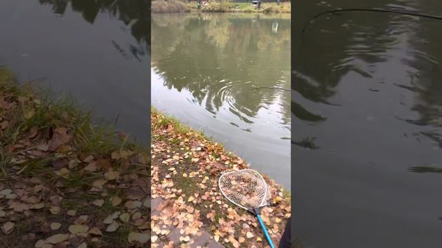 Голицыно Fish смотреть онлайн