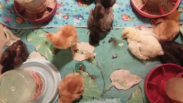 Цыплята готовятся ко сну смотреть онлайн