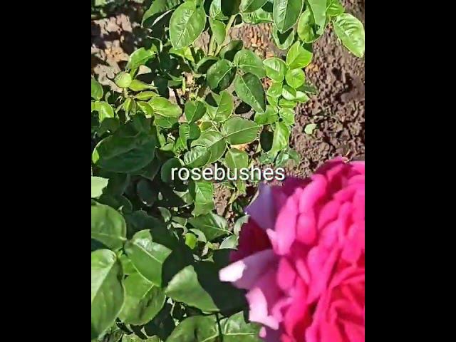 Кроненбург @rose_bushes161 смотреть онлайн