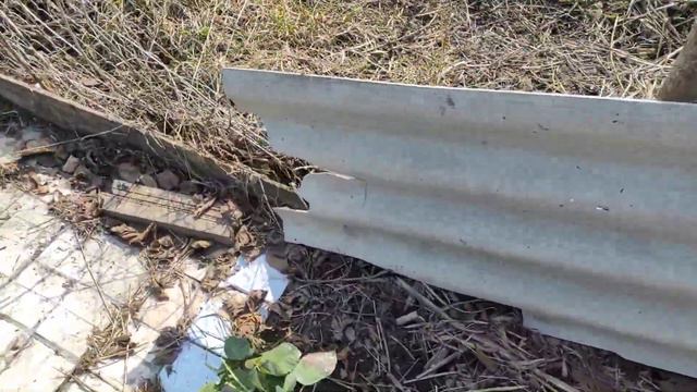 Як перезимувала ожина.Укривна та неукривна.Висновки. смотреть онлайн