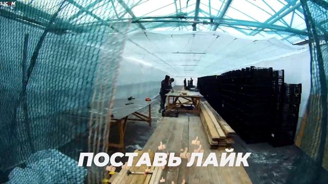 Обзор теплицы. Выгонка 3 млн тюльпанов. Тюльпаны оптом к 8 марта. Бизнес на тюльпанах. смотреть онлайн