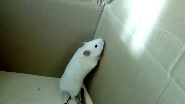 Знакомлю хомячков,первая встреча Стеши и Коко