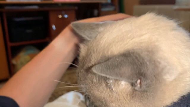 Очень ласковый кот! Смотреть в наушниках! смотреть онлайн