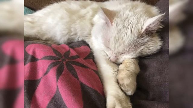 Котик? Солодких снів!!! смотреть онлайн