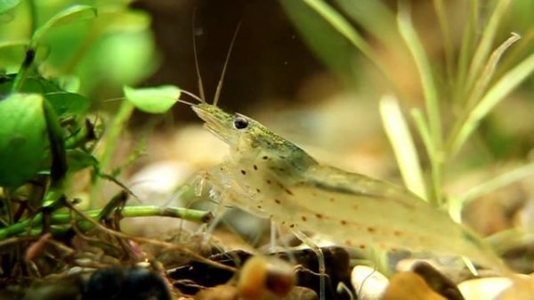 креветка Амано (Caridina multidentata)