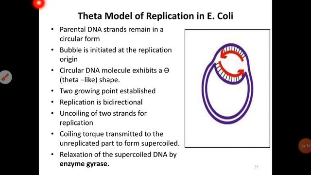 Theta Model DNA Replication in E.coli. part - 1 смотреть онлайн