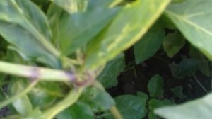 БОЛЕЗНИ ПЕРЦА БОЛГАРСКОГО