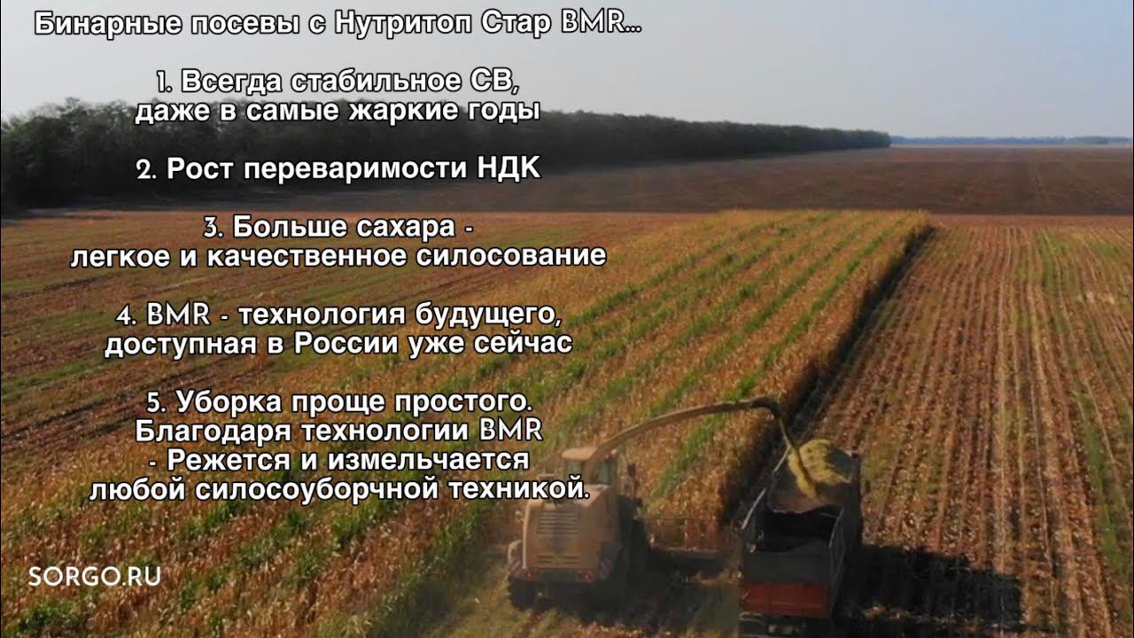 Бинарные посевы с Нутритоп Стар BMR Сорго + кукуруза смотреть онлайн