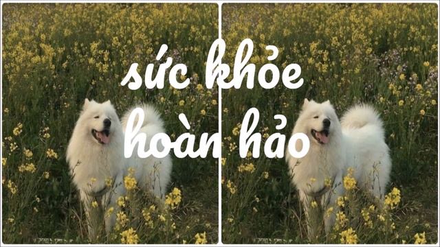 Sức Khoẻ Hoàn Hảo || perfect health || subliminal смотреть онлайн