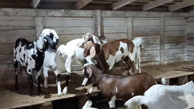 ПОДГОТОВКА КОЗ К РОДАМ смотреть онлайн