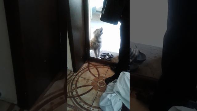 Хаска поет под аккордеон смотреть онлайн