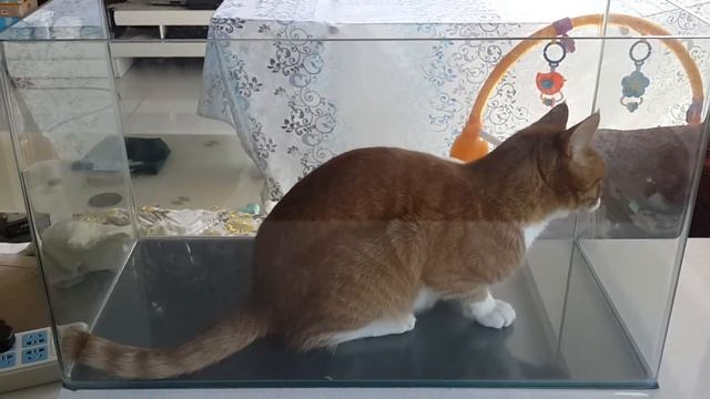 Quick Bytes - New Felis Domesticus Tank смотреть онлайн