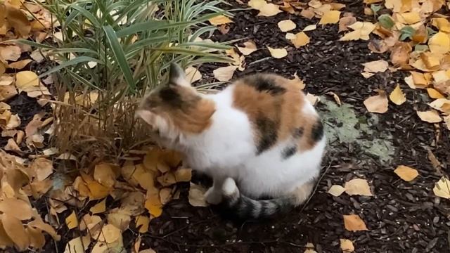 Кошечка ждёт своего хозяина. Омск??Ищем добрые руки для потеряшки.