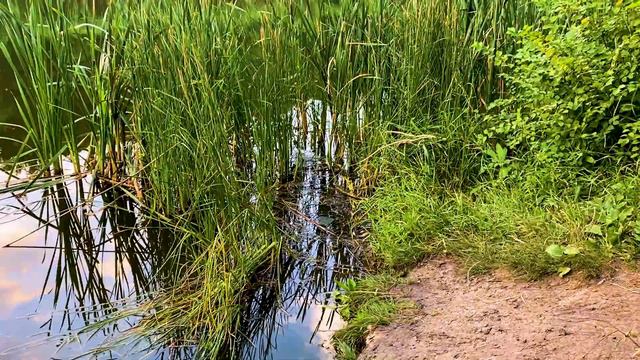 ЖИВОТНЫЕ И ЕДА / VLOG / ПРОГУЛКА