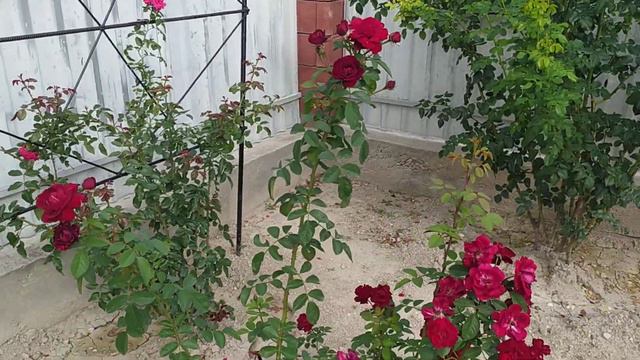 #rose 5сентября 2023 г. Цветение молодых роз в начале осени. Радуюсь каждому цветку! смотреть онлайн