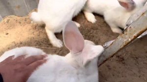 Кролики в яме. Обзор