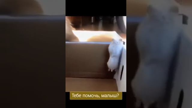 САМЫЕ СМЕШНЫЕ КОТЫ И СОБАКИ НА ЮТУБЕ ПОДБОРКА МИЛЫХ ЖИВОТНЫХ КОТЫ И СОБАКИ 2022 Я РЖАЛ ЦЕЛЫЙ ЧАС смотреть онлайн
