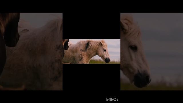 Красиво читает А. С. Пушкин "Я помню чудное мгновение ..." Аудио Стихи Слушать смотреть онлайн