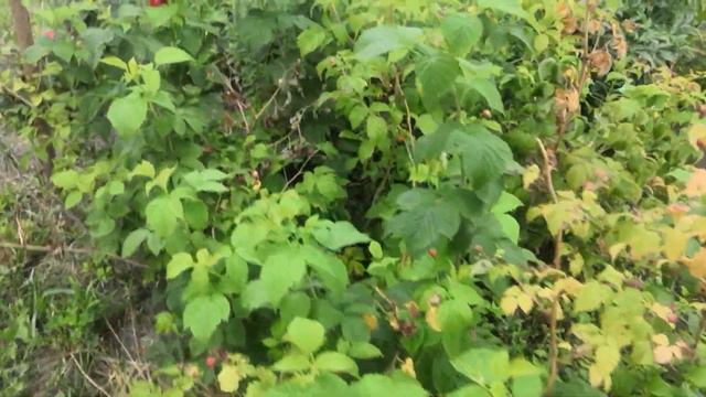 Красота Июля смотреть онлайн