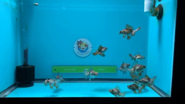Goldfish island UPick starter Butterfly Lavender смотреть онлайн