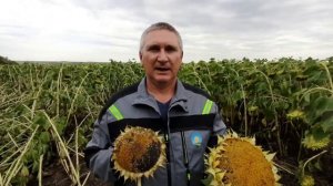 Полегание растений подсолнечника