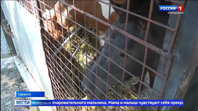 В Саранском зоопарке прибавилось жильцов смотреть онлайн