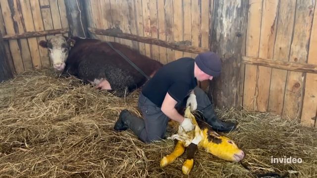 Отел, который я так ЖДАЛА и БОЯЛАСЬ! #герефорд #корова #отел #сложно #борьба #помощь #фермер #ферма смотреть онлайн