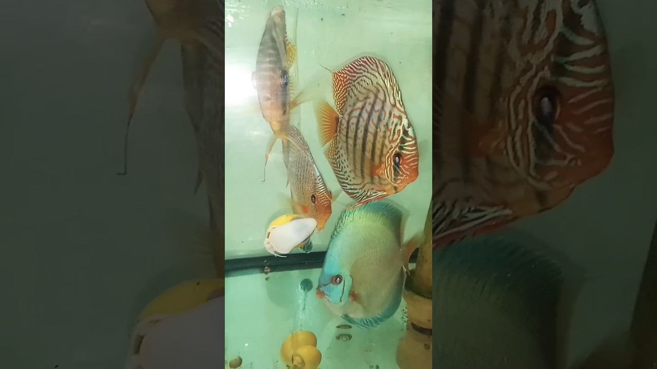 Синяя рыба маточник #aquarium #аквариумныерыбки #discus #аквариум #дискусы смотреть онлайн