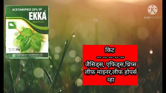 Acetamiprid 20%SP | Ekka Insecticide कृषि रसायन का इक्का |?Whitefly, थ्रिप्स व रस चूसक कीटो के लिए смотреть онлайн