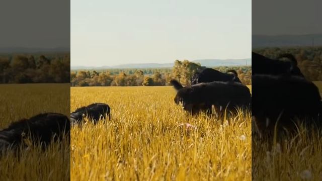 Хотошо (бурят-монгольский волкодав) смотреть онлайн