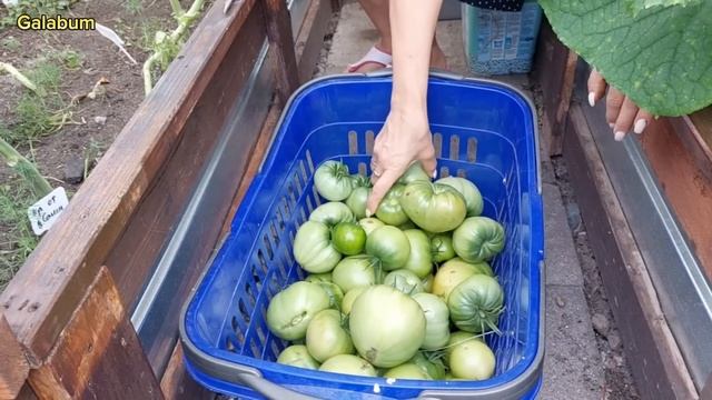 Секреты увеличения урожая помидор: Как я увеличиваю Урожай помидор @galabum смотреть онлайн