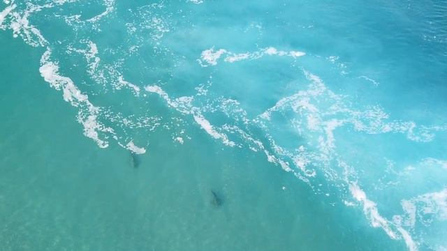 Акулы 🦈 на зимовке в Хадере ( Израиль) смотреть онлайн
