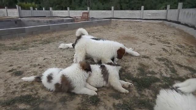 Tornjak 14 months and 2 months смотреть онлайн