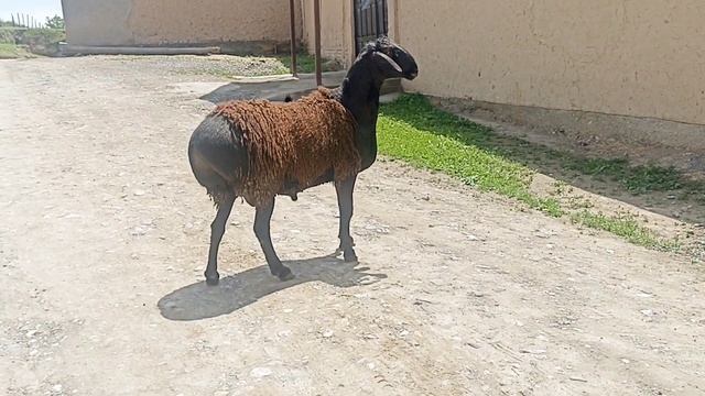 гиссариский баран чорбог смотреть онлайн