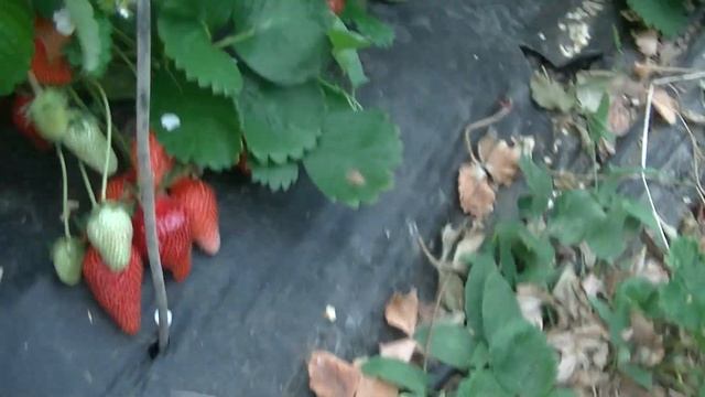 Клубника Азия в балаганах. 2 год плодоношения. смотреть онлайн