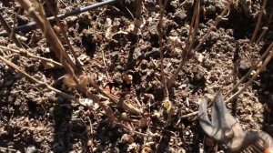 Обрезка клематисов 2 группы