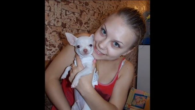 Чихуахуа крадёт печенье смотреть онлайн