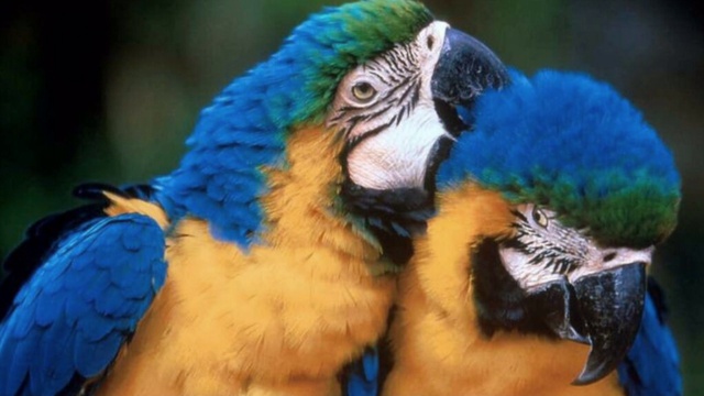 Мир животных смотреть онлайн