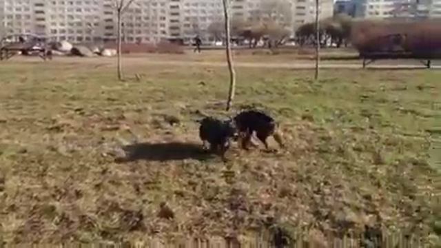 Цвергпинчер на прогулке смотреть онлайн