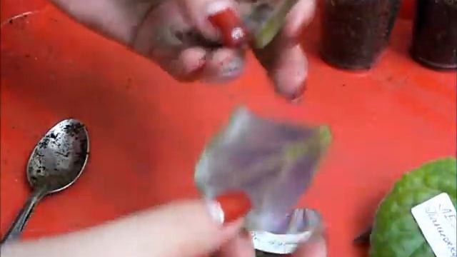 Как посадить лист фиалки (сенполии) 2 й способ -тостерный смотреть онлайн