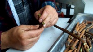 Прививка винограда. Работа станка «Omega Star»