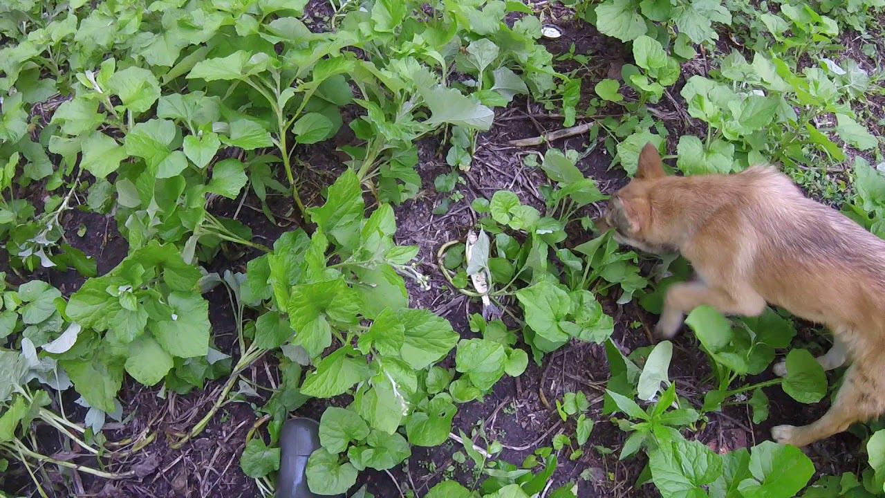 летний заезд часть 3 смотреть онлайн