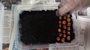 Оригинальный и простой способ - выращиваю зимой лук на подоконнике