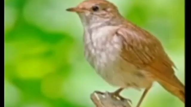 Владимир Дмитриевич Неведров, прославившийся на всю страну как "курский соловей"В память о нём филь смотреть онлайн