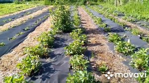 Клубника,,Чёрный принц,,