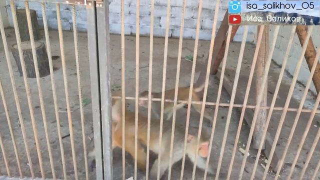 Динпарк и парк аттракционов, Кумторкалинский район ? смотреть онлайн