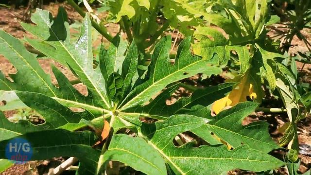 Tips on handling and keeping the bearing fruits papaya/update/halaman gusali at iba pa/2021 смотреть онлайн