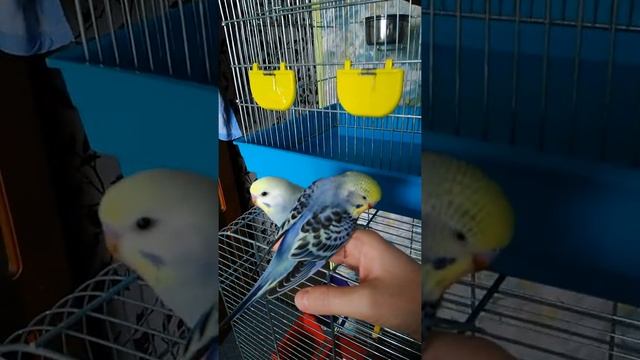 Птенцы редких окрасов, мои крошки, все привет!) смотреть онлайн