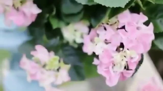 الحياة الوردية . داليدا . خوليو إكليسياس . La vie en rose. Dalida. Julio iglesias. смотреть онлайн