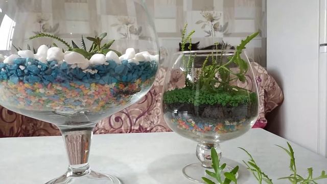 Очередные флорариумы из суккулентов смотреть онлайн
